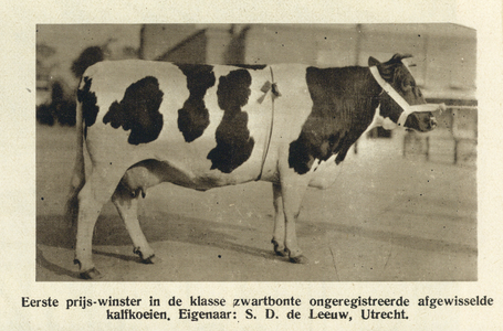 99068 Afbeelding van de prijswinnende koe in de rubriek zwart-bont ongeregistreerd van eigenaar S.D. de Leeuw te ...